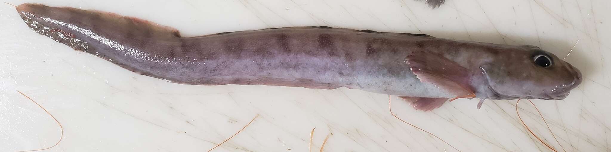 Image of Checker eelpout