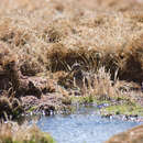 Image of Puna Snipe