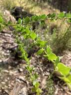 Imagem de Acacia strongylophylla F. Muell.