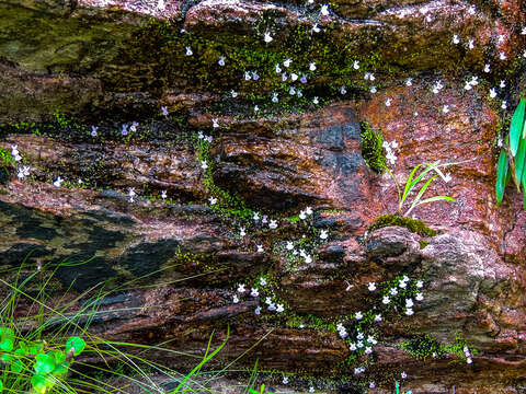 Image de Utricularia sandersonii Oliv.