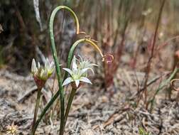 Image of Nevada onion