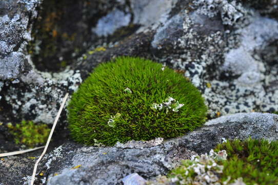 Image of seaside schistidium moss