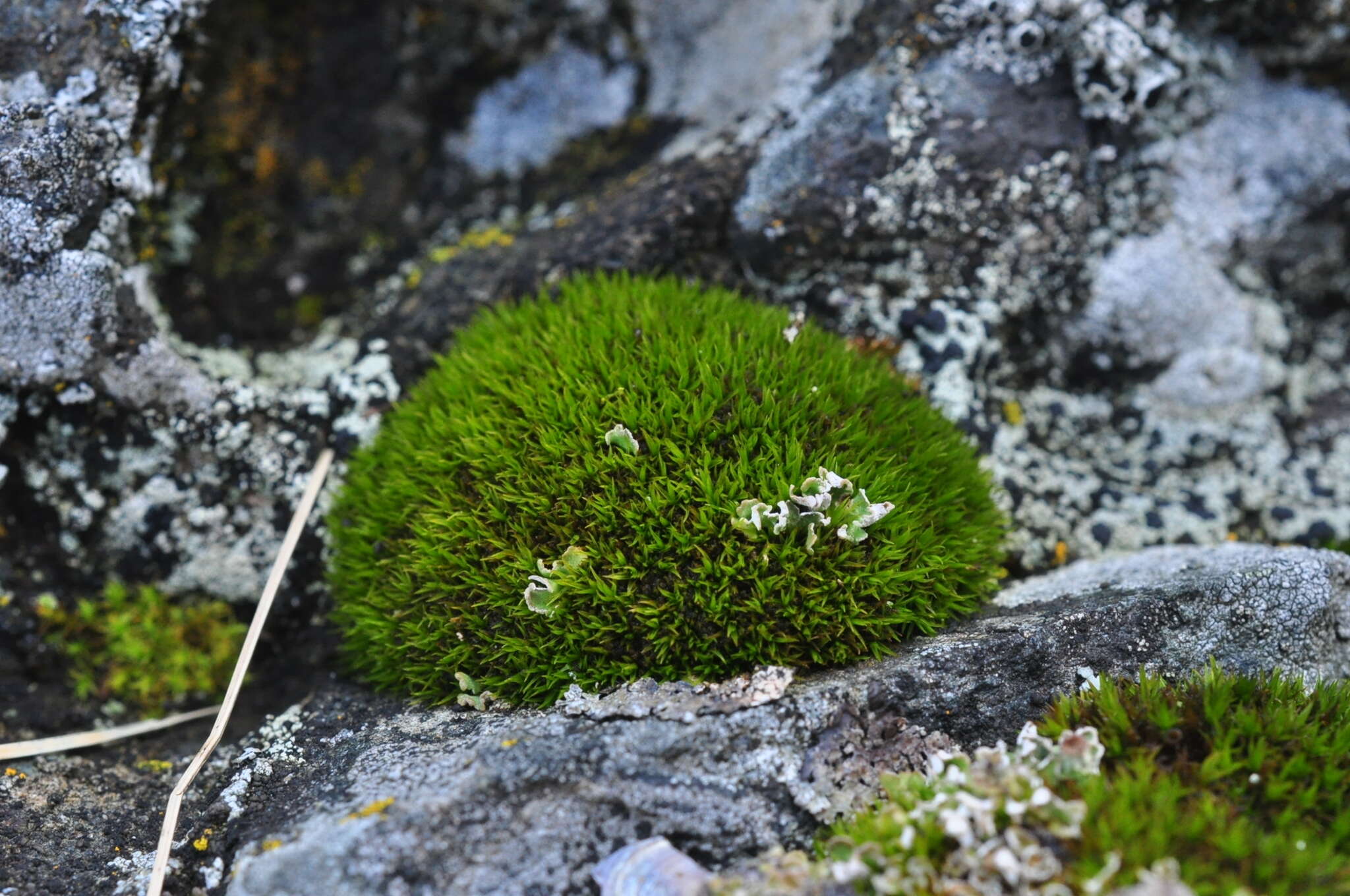 Image of seaside schistidium moss