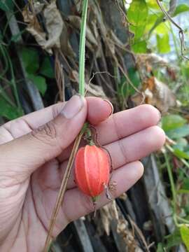 Image of Trichosanthes cochinchinensis (Lour.) M. Roem.