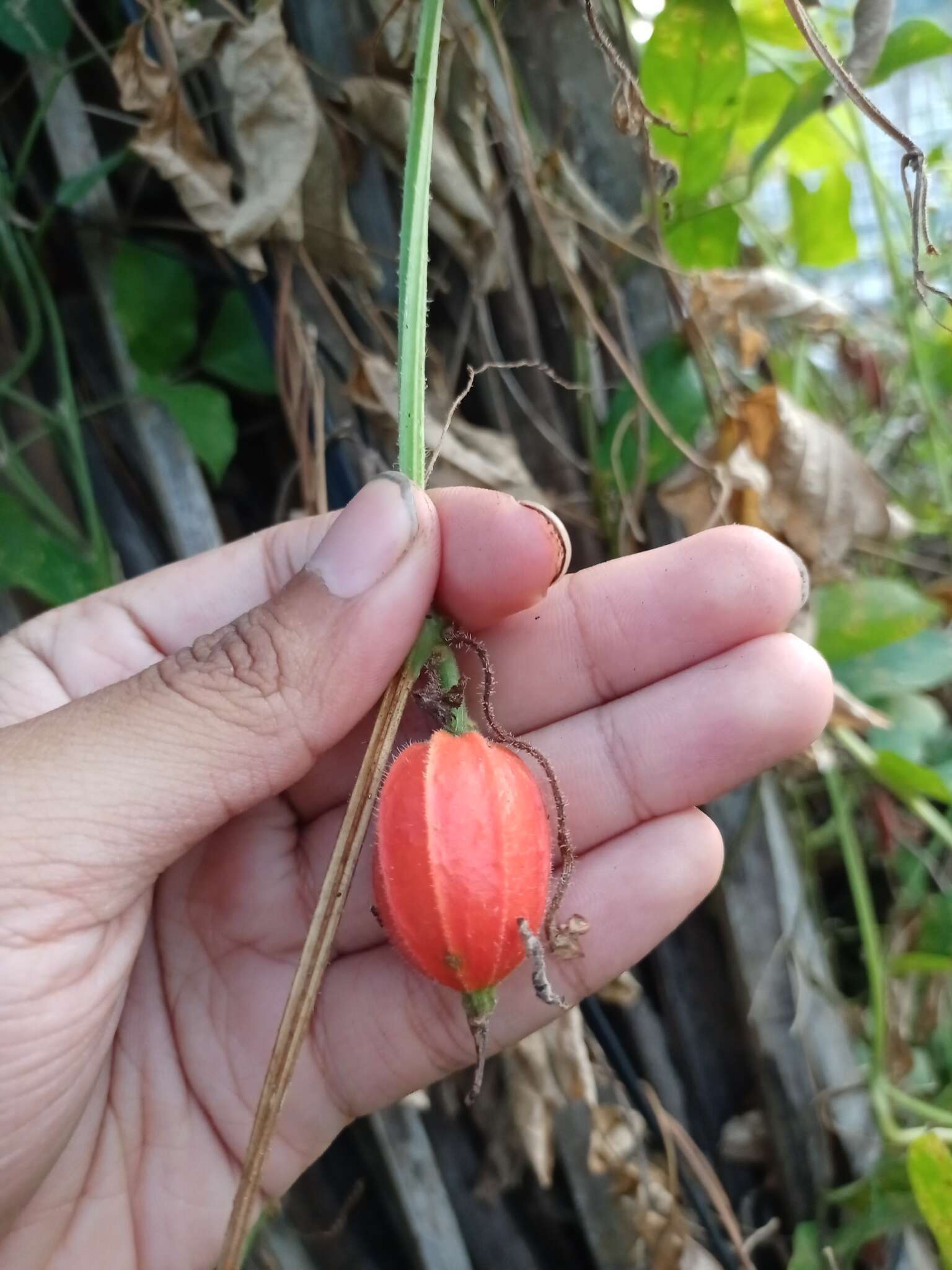 Image of Trichosanthes cochinchinensis (Lour.) M. Roem.