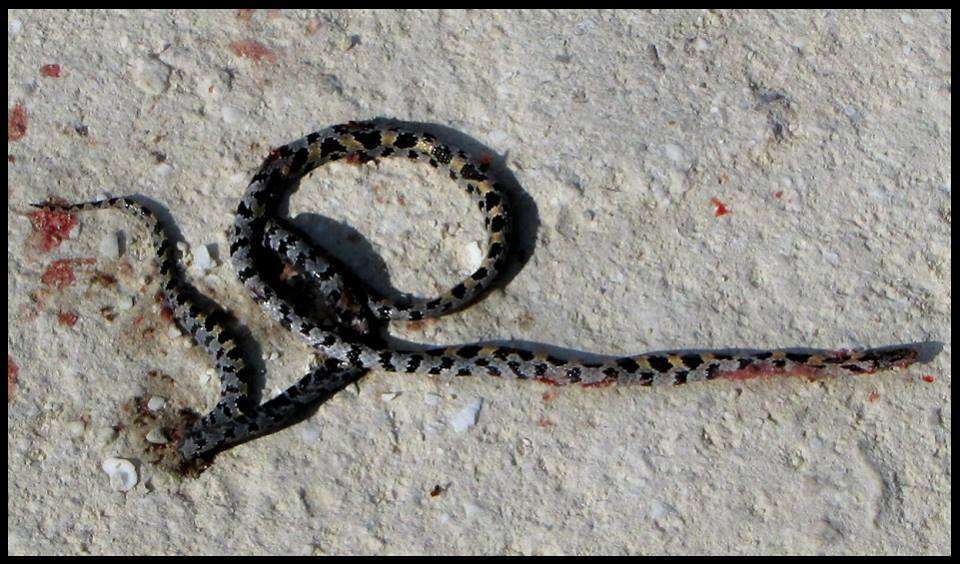 Lampropeltis extenuata (Brown 1890)的圖片