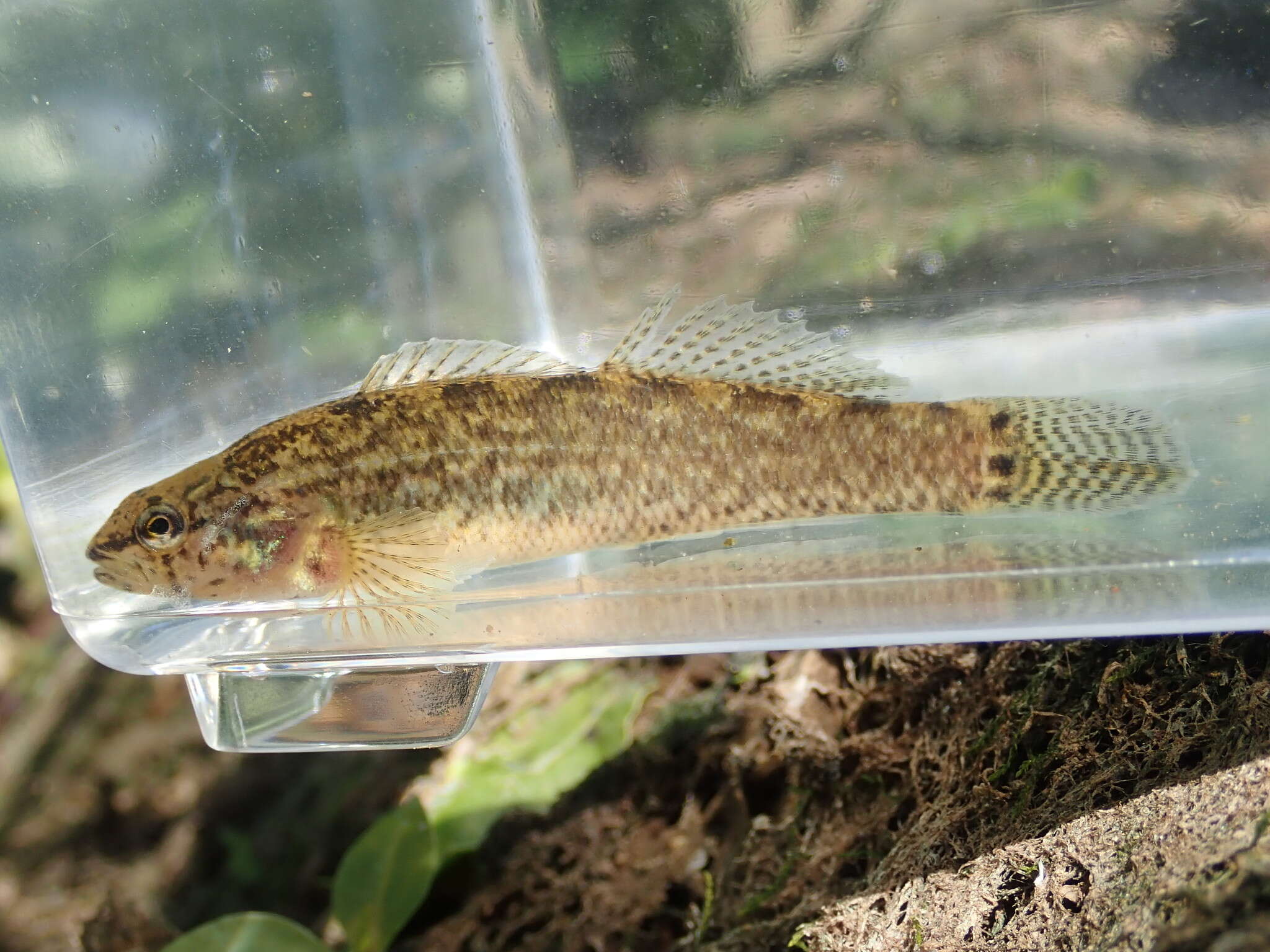 Image of Spottail darter