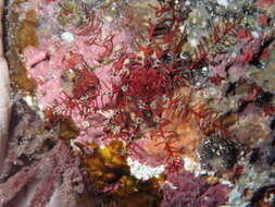 Image of rosy feather-star