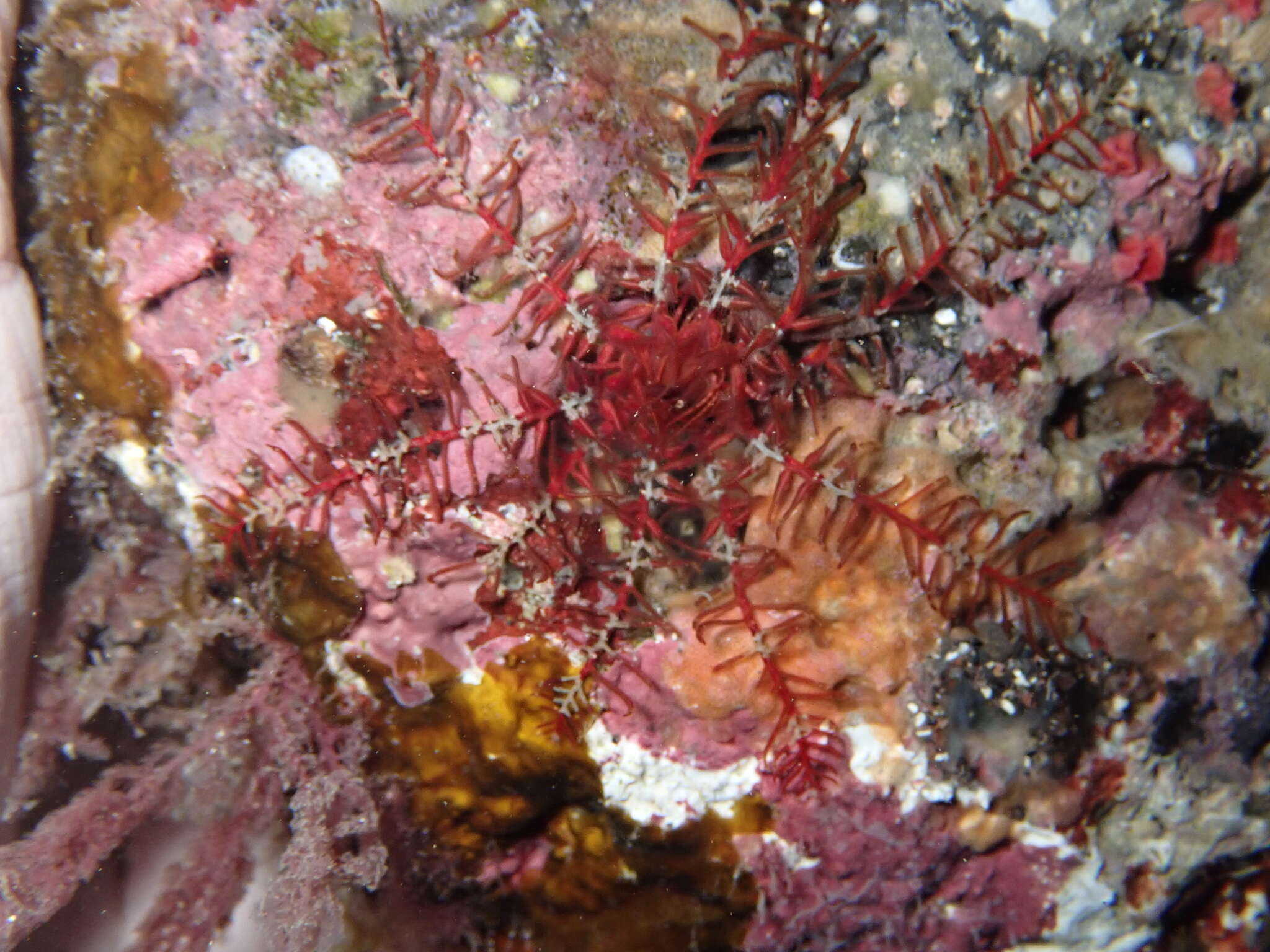 Image of rosy feather-star