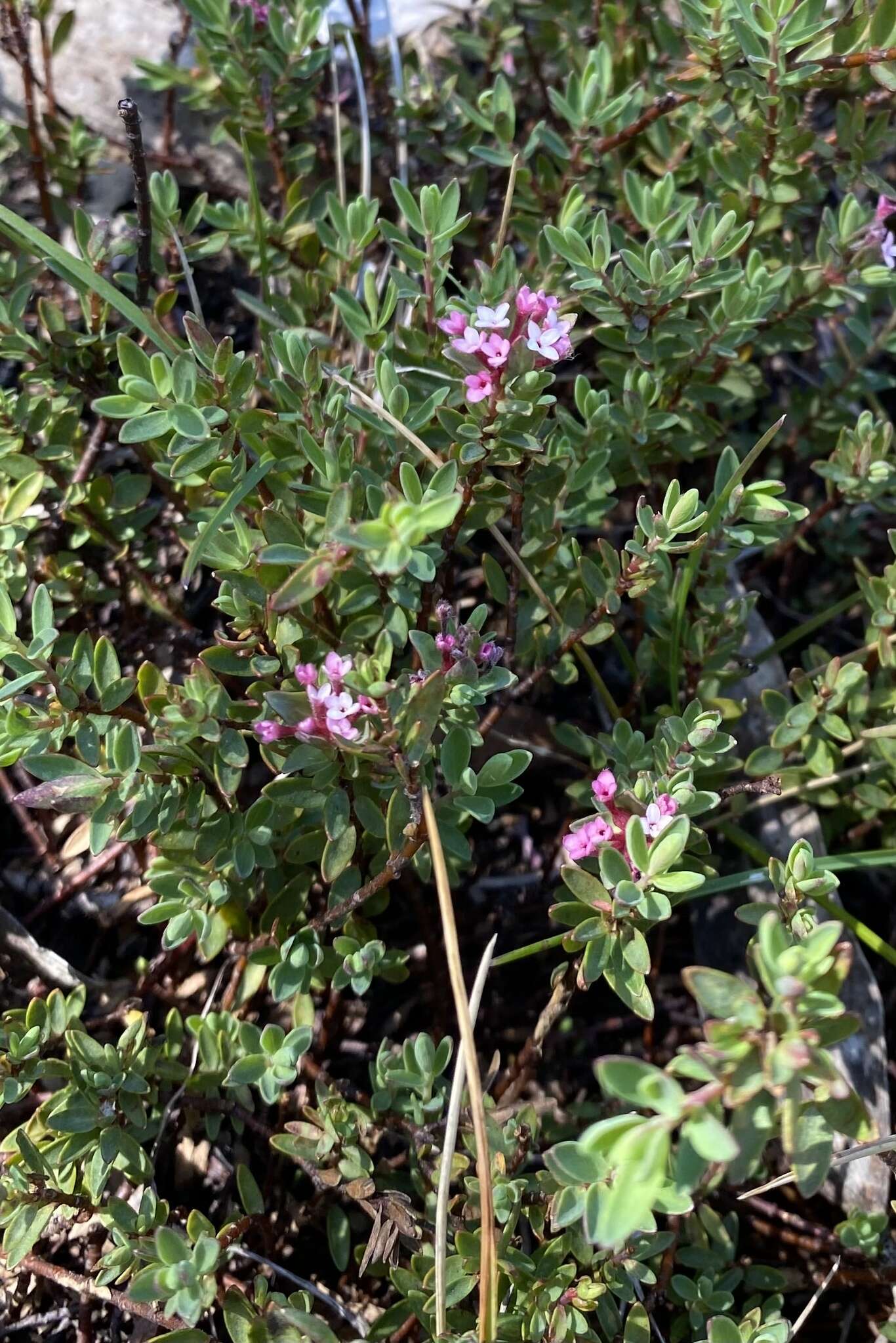 صورة Pimelea alpina F. Müll. ex Meissn.