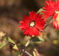 Image of Drosanthemum edwardsiae L. Bol.