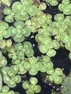 Image of Australian Water-Clover