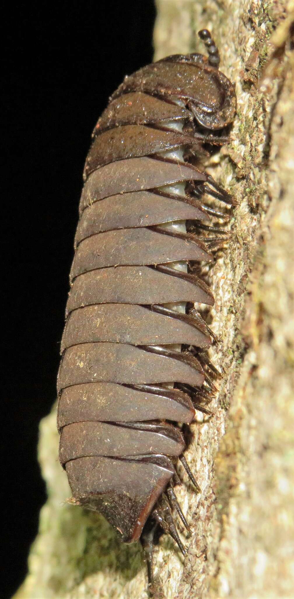 Image of Sphaerotherium dorsale (Gervais 1847)