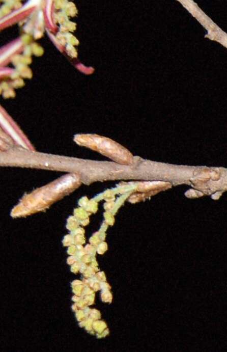 Imagem de Quercus crispipilis Trel.