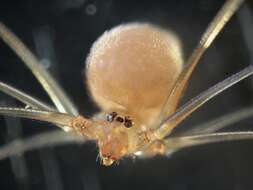 Image of Cellar spider