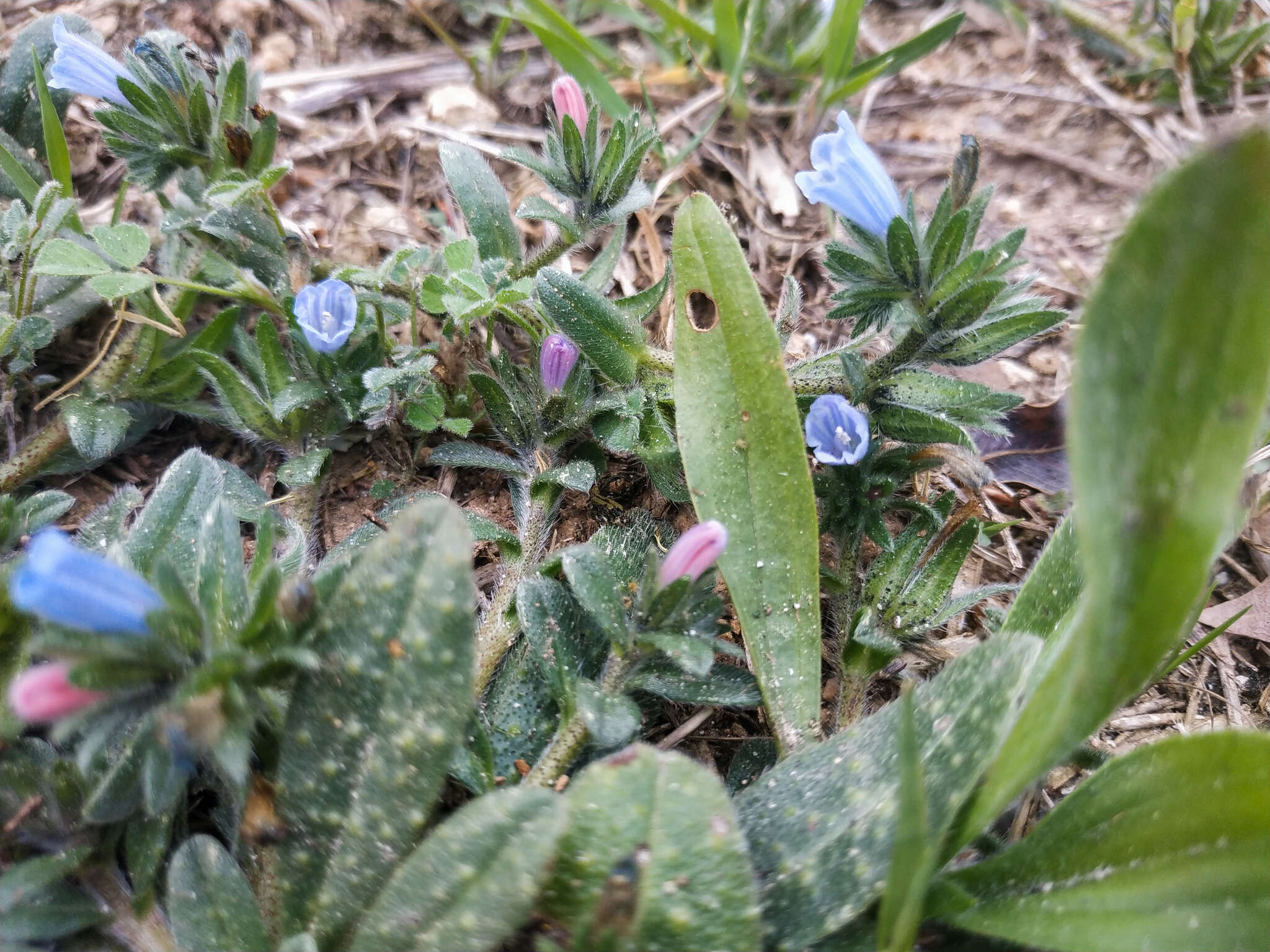 Image of Echium parviflorum Moench