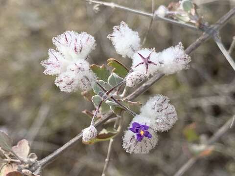 Image of Condea laniflora (Benth.) Harley & J. F. B. Pastore