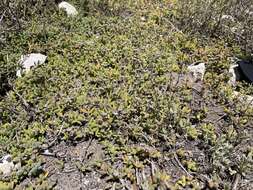 Imagem de Drosanthemum marinum L. Bol.