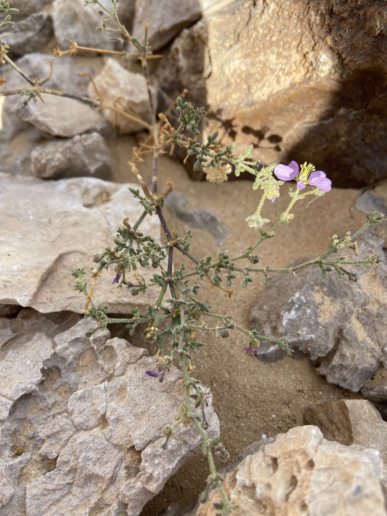 Image of Fagonia glutinosa Del.