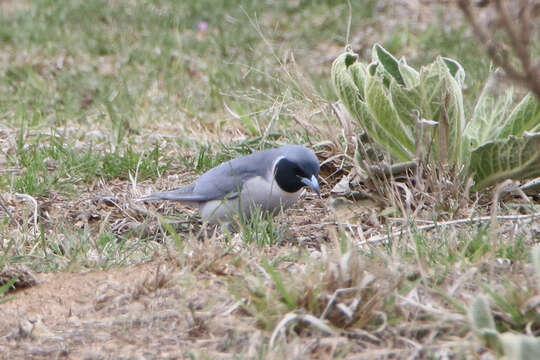 Image of Masked Woodswallow