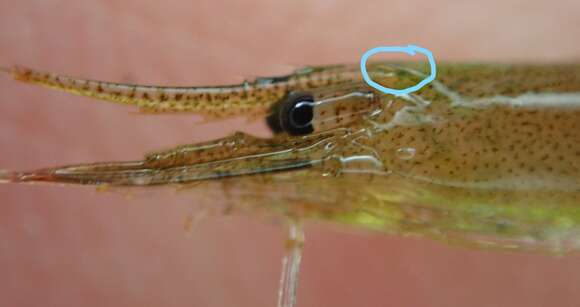 Image of kelp humpback shrimp