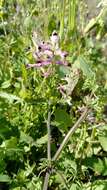 Image of Judean Fumitory