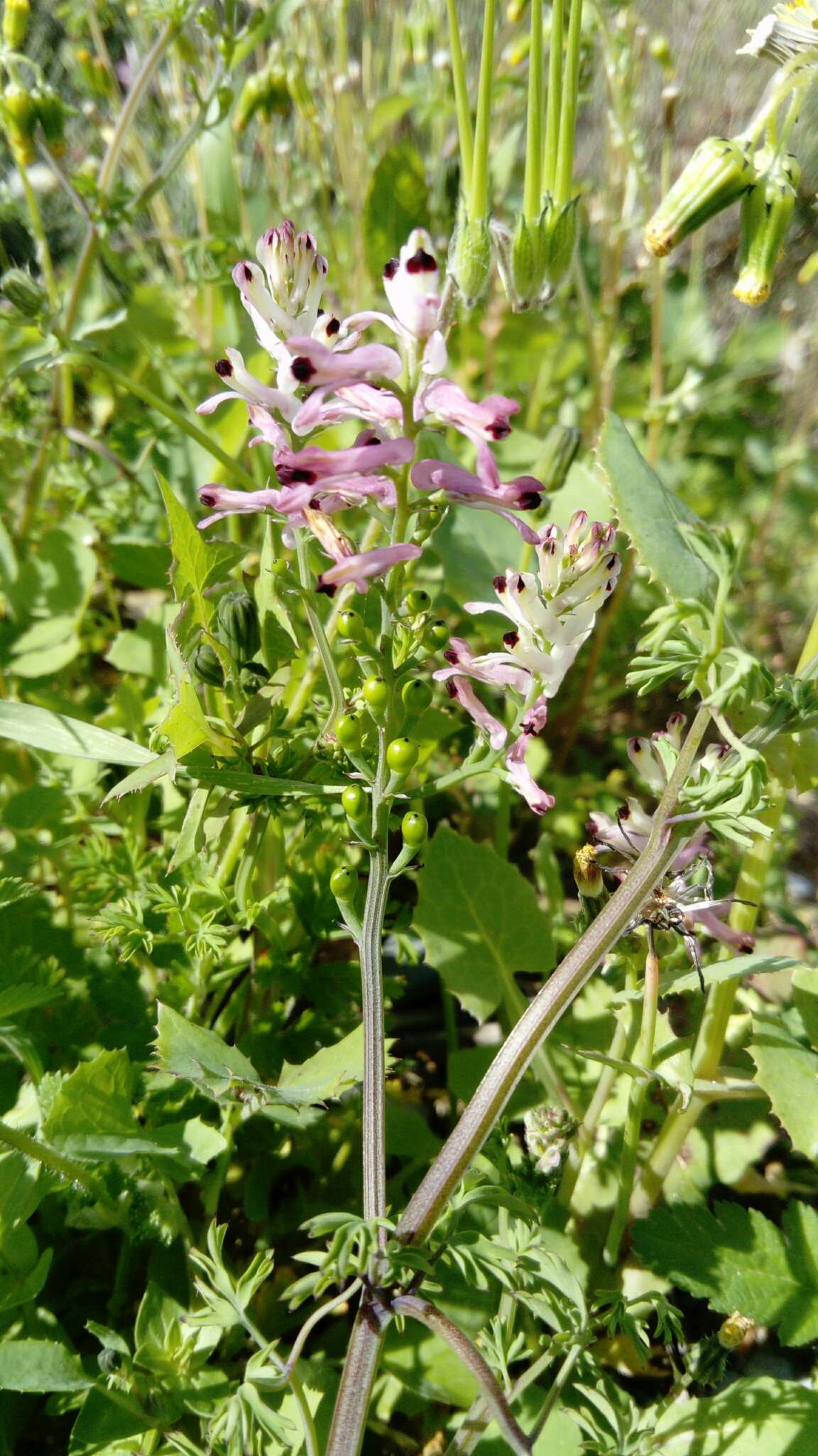 Image of Fumaria judaica Boiss.