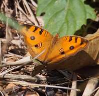 Image of Peacock Pansy