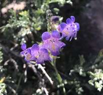 Plancia ëd Penstemon linarioides A. Gray