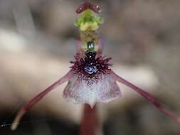 Image of Small wasp orchid