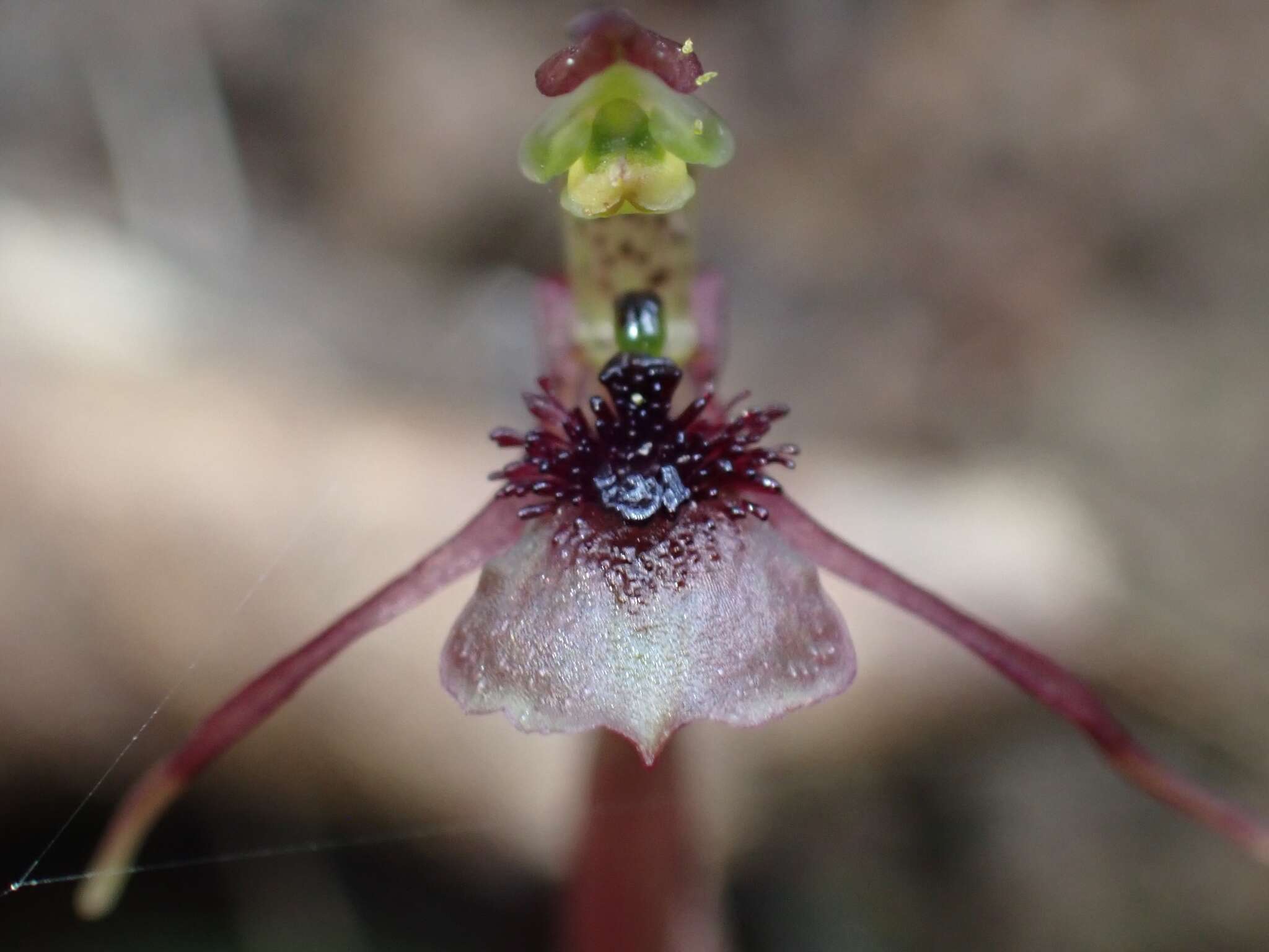 Image of Small wasp orchid