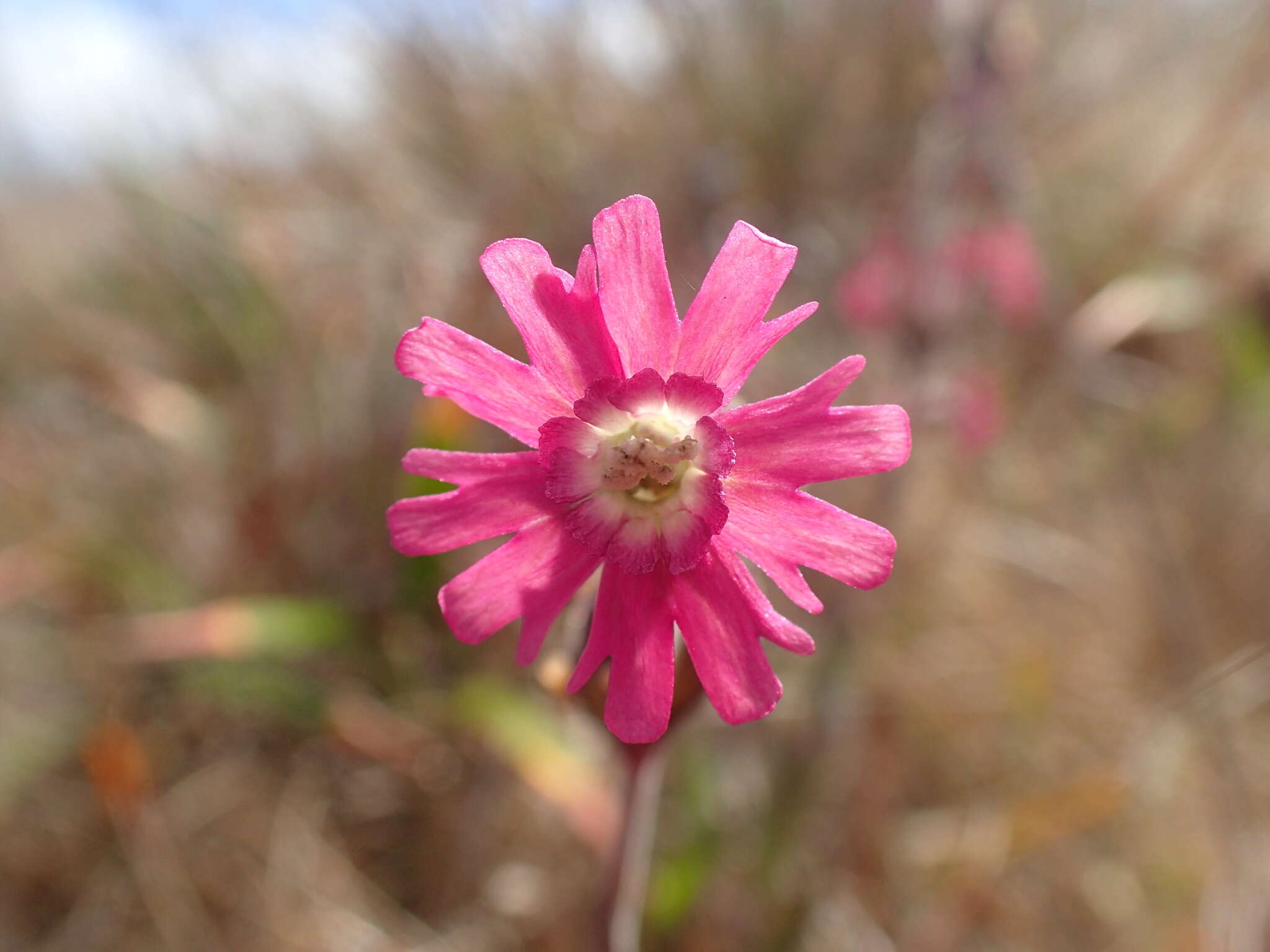 Image of simple campion