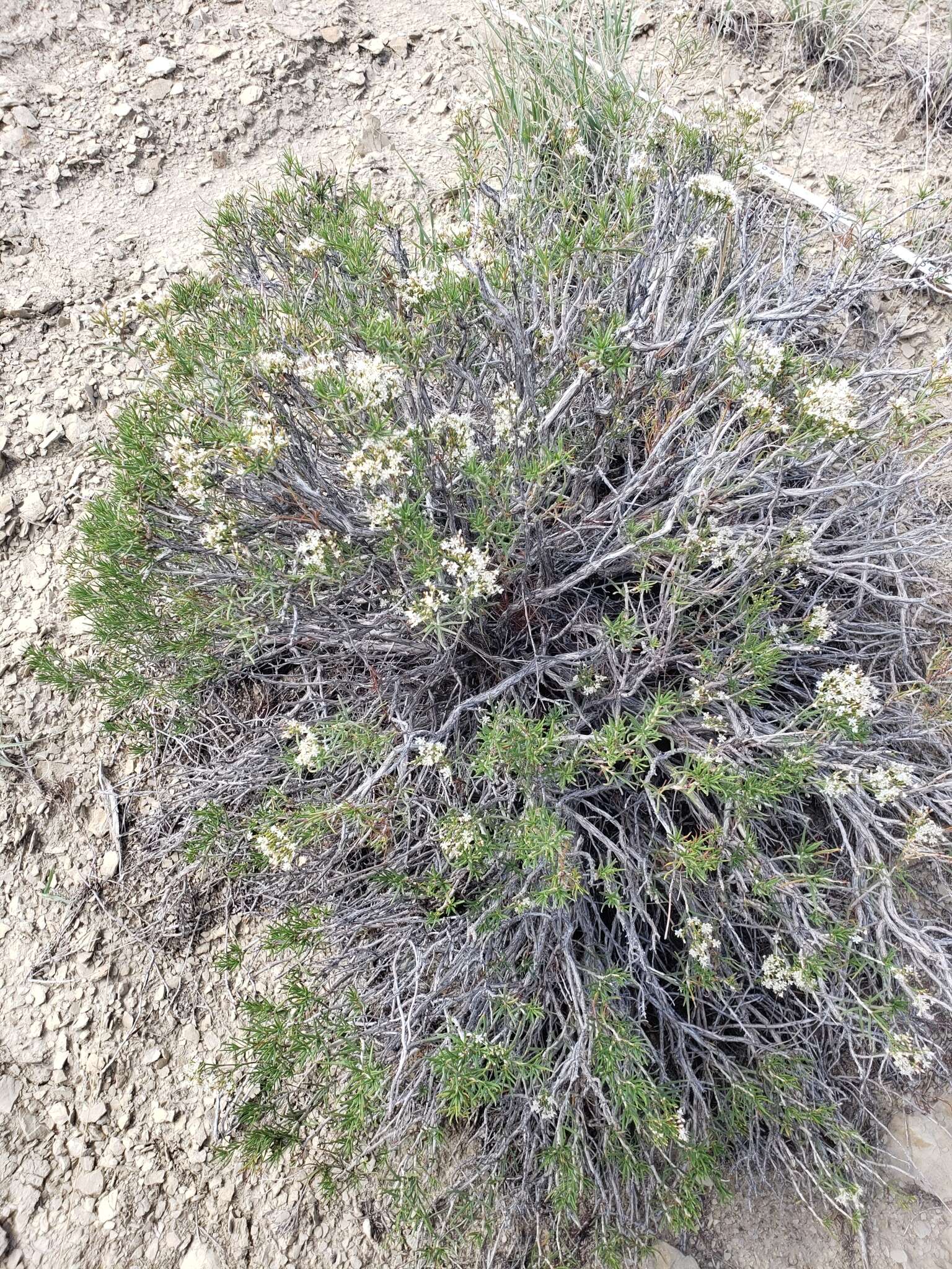 Imagem de Eriogonum leptophyllum (Torr. & Gray) Woot. & Standl.