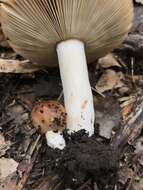 Image of Russula novae-zelandiae McNabb 1973