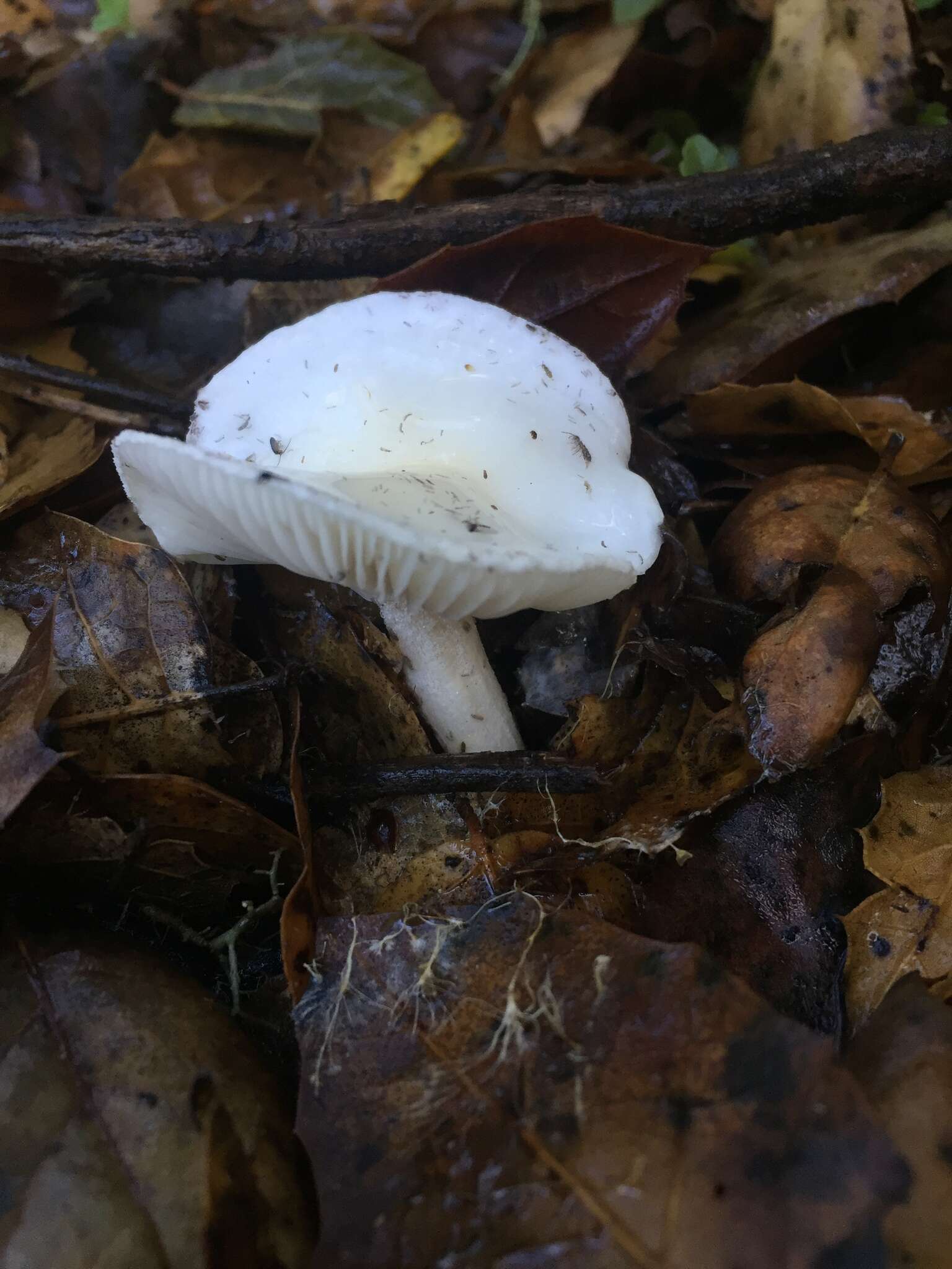 Image of Hygrophorus eburneus (Bull.) Fr. 1838