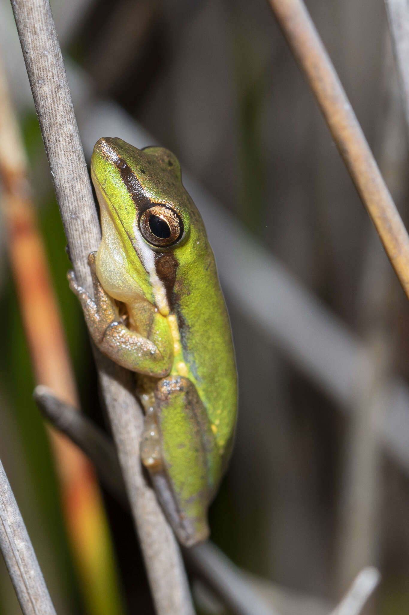 Image of Olongburra Frog