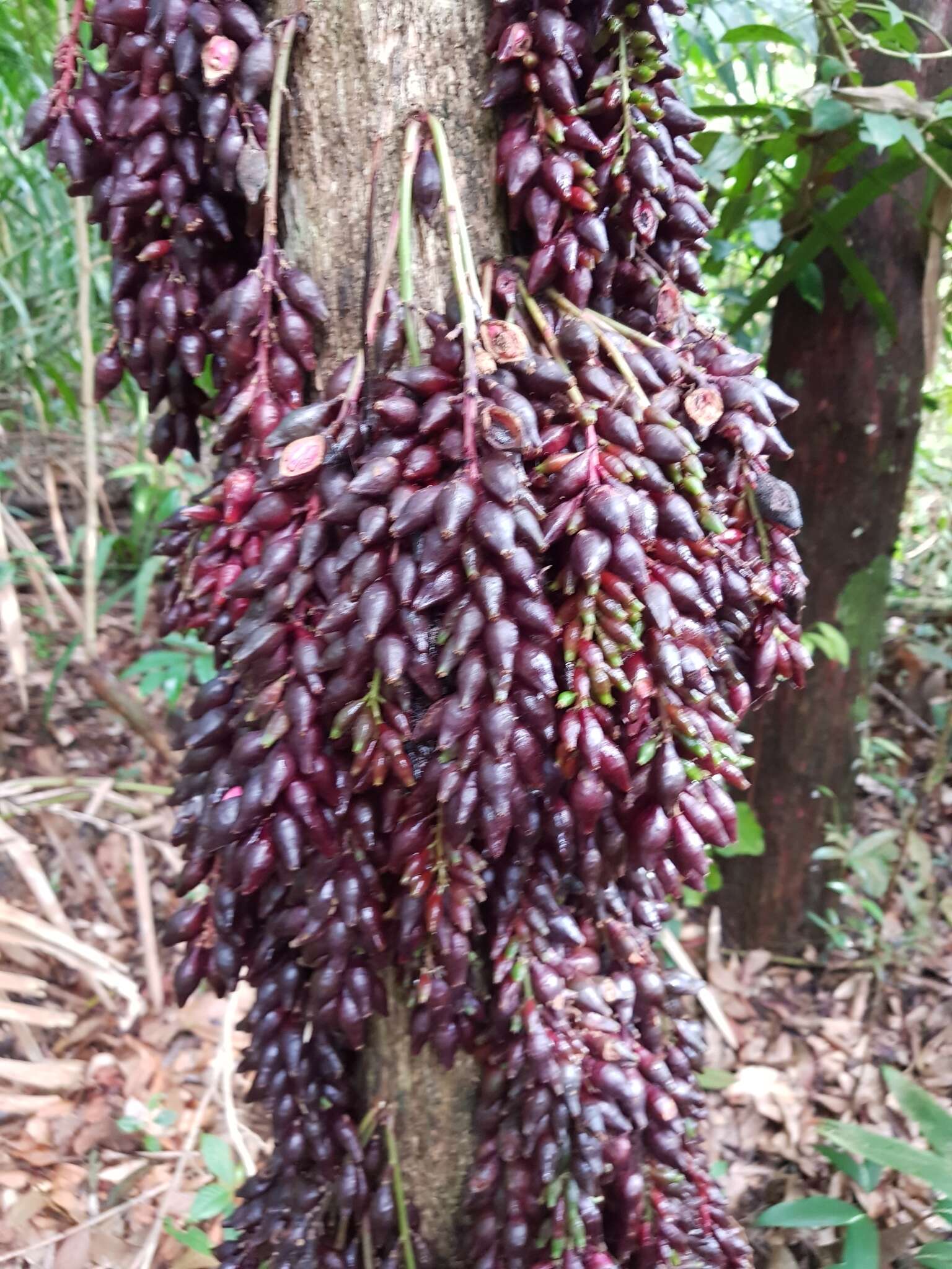 Image de Baccaurea parviflora (Müll. Arg.) Müll. Arg.