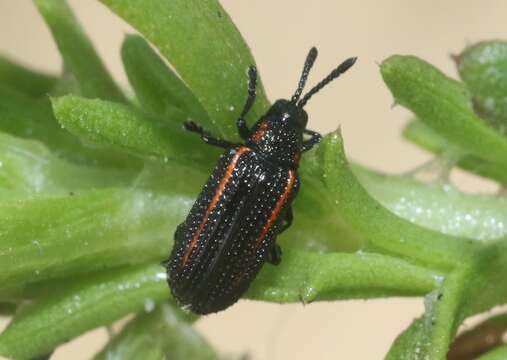 Image of Microrhopala rubrolineata (Mannerheim 1843)