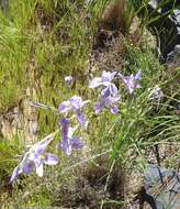 Image of blue-tulip