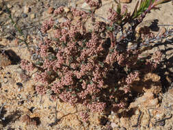 Image of Psammotropha quadrangularis (L. fil.) Fenzl