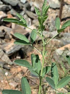 Image of Crotalaria damarensis Engl.