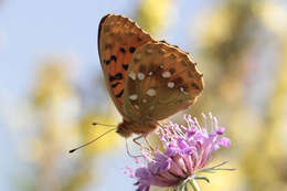 Image of Speyeria aglaja ottomana (Röber 1896)