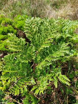 Image of Woolly Tree Fern