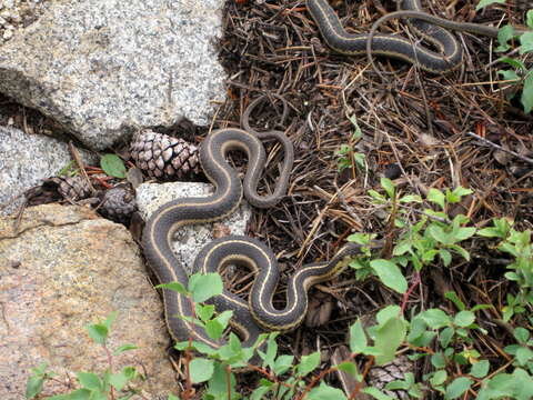 Image of Thamnophis elegans elegans (Baird & Girard 1853)