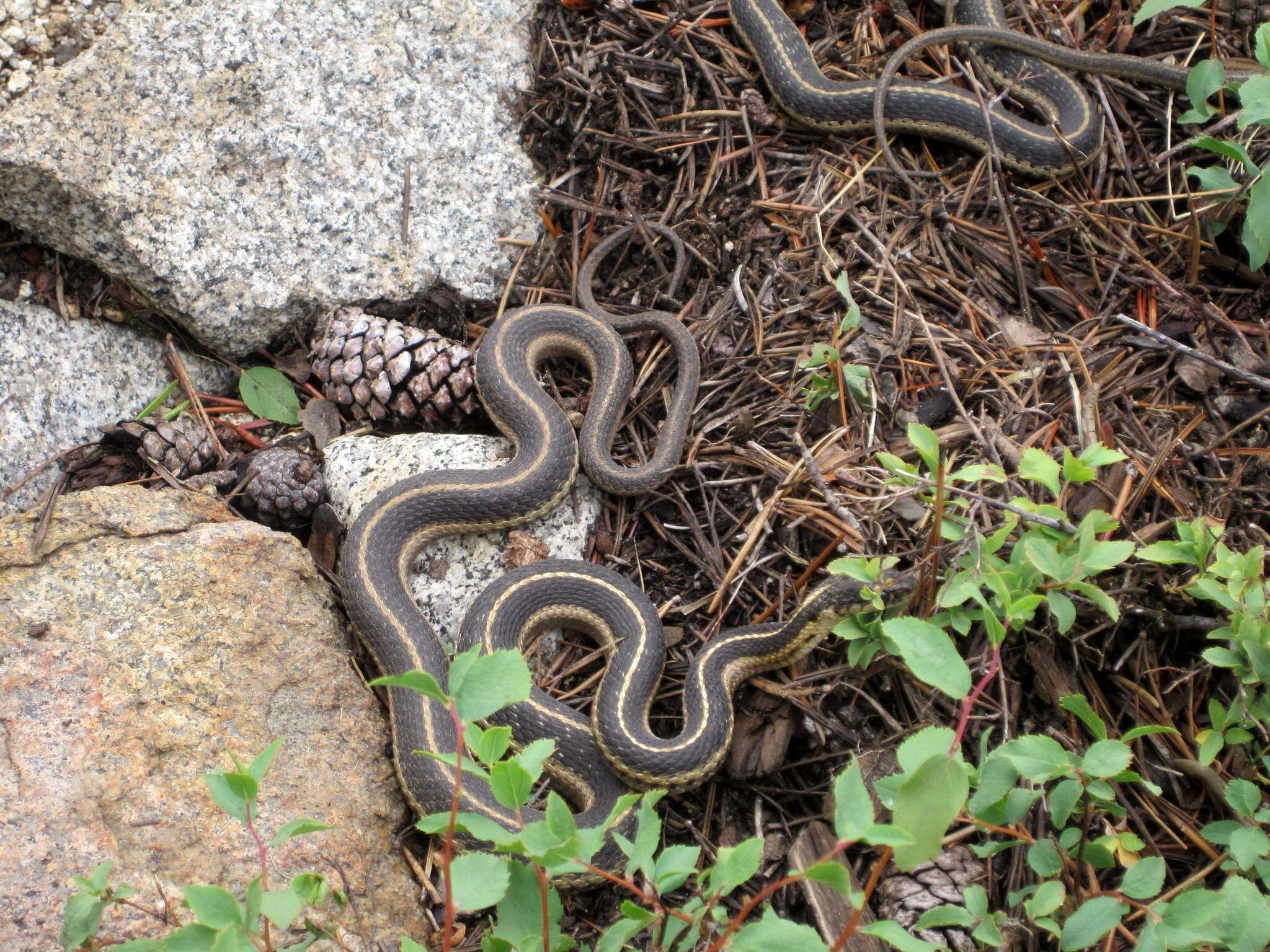 Sivun Thamnophis elegans elegans (Baird & Girard 1853) kuva