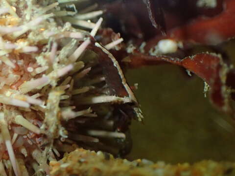Image of hooded shrimp