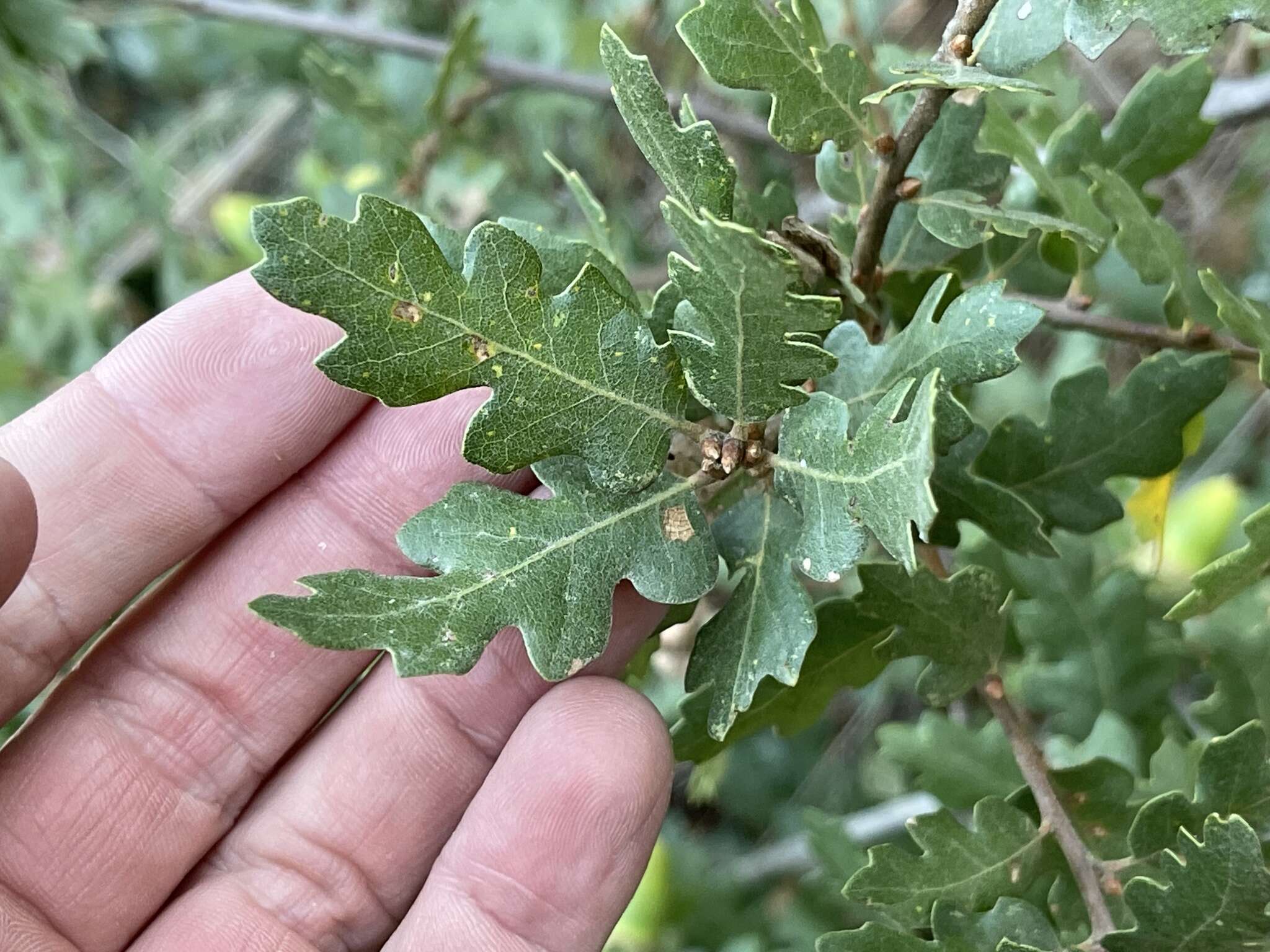 Imagem de Quercus macdonaldii Greene & Kellogg