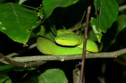 Image of Redtail (bamboo) Pit Viper