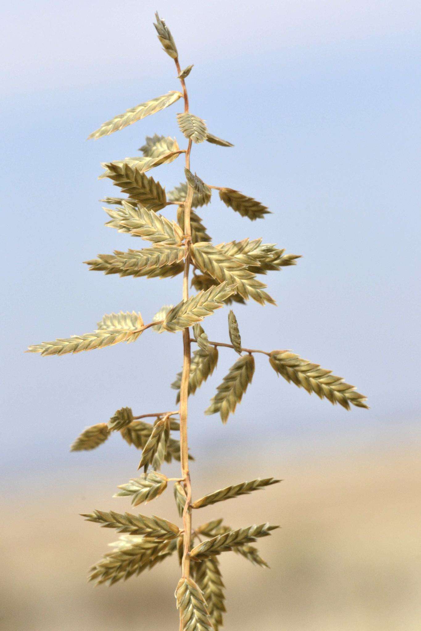 Image of Eragrostis nindensis Ficalho & Hiern