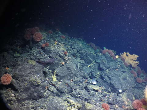 Image of Blob sculpin